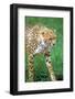 Cheetah Stalking on the Serengeti-John Alves-Framed Photographic Print