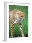 Cheetah Stalking on the Serengeti-John Alves-Framed Photographic Print