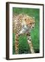 Cheetah Stalking on the Serengeti-John Alves-Framed Photographic Print