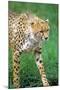 Cheetah Stalking on the Serengeti-John Alves-Mounted Photographic Print