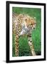 Cheetah Stalking on the Serengeti-John Alves-Framed Photographic Print
