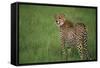 Cheetah Standing in Grass-DLILLC-Framed Stretched Canvas