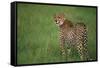 Cheetah Standing in Grass-DLILLC-Framed Stretched Canvas