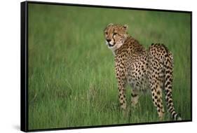 Cheetah Standing in Grass-DLILLC-Framed Stretched Canvas
