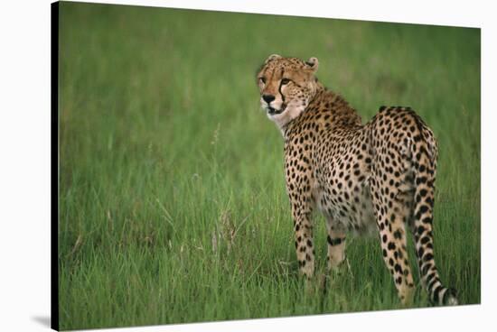 Cheetah Standing in Grass-DLILLC-Stretched Canvas