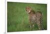 Cheetah Standing in Grass-DLILLC-Framed Photographic Print