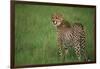 Cheetah Standing in Grass-DLILLC-Framed Photographic Print