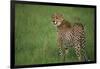 Cheetah Standing in Grass-DLILLC-Framed Photographic Print