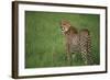 Cheetah Standing in Grass-DLILLC-Framed Photographic Print