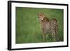 Cheetah Standing in Grass-DLILLC-Framed Photographic Print