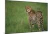 Cheetah Standing in Grass-DLILLC-Mounted Photographic Print