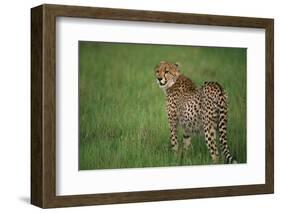 Cheetah Standing in Grass-DLILLC-Framed Photographic Print