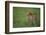 Cheetah Standing in Grass-DLILLC-Framed Photographic Print