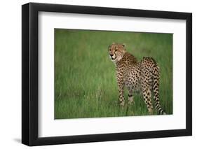 Cheetah Standing in Grass-DLILLC-Framed Photographic Print