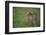 Cheetah Standing in Grass-DLILLC-Framed Photographic Print