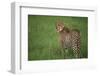 Cheetah Standing in Grass-DLILLC-Framed Photographic Print