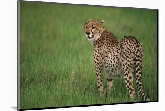 Cheetah Standing in Grass-DLILLC-Mounted Photographic Print