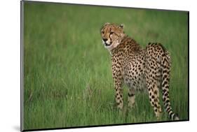 Cheetah Standing in Grass-DLILLC-Mounted Photographic Print