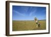 Cheetah Standing on Vantage Point-null-Framed Photographic Print