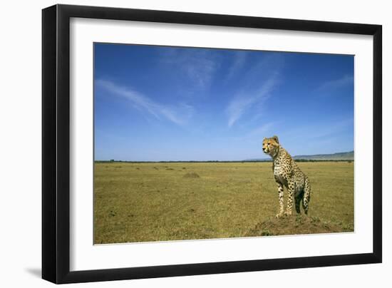 Cheetah Standing on Vantage Point-null-Framed Photographic Print
