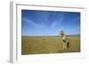 Cheetah Standing on Vantage Point-null-Framed Photographic Print