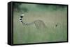 Cheetah Stretching in Tall Grass-Paul Souders-Framed Stretched Canvas