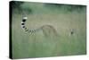 Cheetah Stretching in Tall Grass-Paul Souders-Stretched Canvas