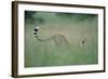 Cheetah Stretching in Tall Grass-Paul Souders-Framed Photographic Print