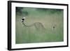 Cheetah Stretching in Tall Grass-Paul Souders-Framed Photographic Print