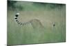 Cheetah Stretching in Tall Grass-Paul Souders-Mounted Photographic Print