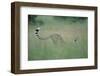 Cheetah Stretching in Tall Grass-Paul Souders-Framed Photographic Print