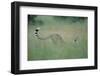 Cheetah Stretching in Tall Grass-Paul Souders-Framed Photographic Print