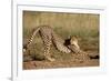 Cheetah Stretching-Lantern Press-Framed Art Print