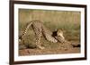 Cheetah Stretching-Lantern Press-Framed Art Print