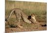 Cheetah Stretching-Lantern Press-Mounted Art Print