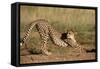Cheetah Stretching-Lantern Press-Framed Stretched Canvas