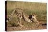 Cheetah Stretching-Lantern Press-Stretched Canvas