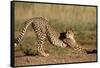 Cheetah Stretching-Lantern Press-Framed Stretched Canvas