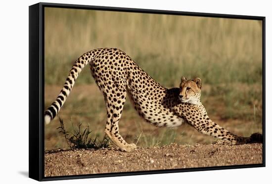 Cheetah Stretching-Lantern Press-Framed Stretched Canvas