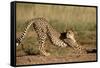 Cheetah Stretching-Lantern Press-Framed Stretched Canvas