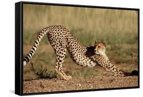 Cheetah Stretching-Lantern Press-Framed Stretched Canvas