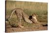 Cheetah Stretching-Lantern Press-Stretched Canvas