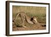 Cheetah Stretching-Lantern Press-Framed Art Print