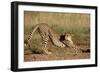 Cheetah Stretching-Lantern Press-Framed Art Print