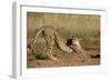 Cheetah Stretching-Lantern Press-Framed Art Print