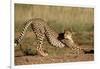 Cheetah Stretching-Lantern Press-Framed Art Print