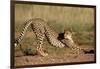 Cheetah Stretching-Lantern Press-Framed Art Print