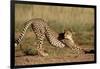 Cheetah Stretching-Lantern Press-Framed Art Print