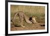 Cheetah Stretching-Lantern Press-Framed Premium Giclee Print