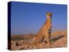 Cheetah, Tsaobis Leopard Park, Namibia-Tony Heald-Stretched Canvas